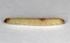 Plodia-interpertucella-larva
