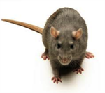 Rattus norvegicus -ratto delle fogne-ratto delle chiaviche-ratto grigio o pantegana