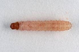 Tignola-grigia-larva