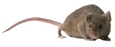 Mus musculus-topo comune-topo domestico-topo delle case-