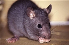 Rattus rattus-ratto nero-ratto comune-ratto dei tetti o ratto delle navi